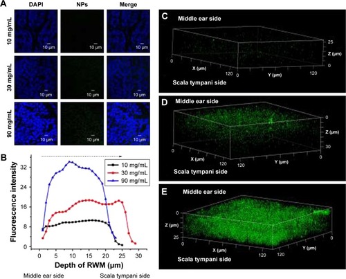 Figure 5 CLSM of RWM as a function of concentration. (A) CLSM micrographs of outer epithelium cells of RWM after intratympanic injection of 0.1 mL of 10, 30, and 90 mg/mL PLGA NPs for 30 minutes. (B) Coumarin-6 fluorescence intensities in the cross-section of RWM along the z-axis with 1-µm vertical intervals after intratympanic injection of PLGA NPs at different concentrations for 30 minutes. Three-dimensional reconstruction images of RWM obtained from successive z-stacks after intratympanic injection of 10 mg/mL (C), 30 mg/mL (D), and 90 mg/mL (E) PLGA NPs for 30 minutes.Abbreviations: CLSM, confocal laser scanning microscope; RWM, round window membrane; DAPI, 4′,6-diamidino-2-phenylindole; PLGA NPs, poly (lactic-co-glycolic acid) nanoparticles.