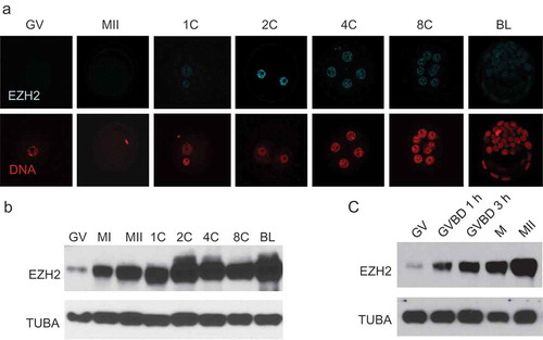 Figure 1. Temporal pattern of EZH2 expression during preimplantation development. (a) Immunofluorescence detection of EZH2. Upper panels show EZH2 staining at different stages of development, lower panels show presence of nucleus as detected by Hoechst staining. The experiment was performed 3 times and at least 20 oocytes/embryos were analyzed for each experiment. Similar results were obtained for each experiment and representative images are shown. (b) Immunoblot detection of EZH2. At least 50 oocytes/embryos were used for each lane, and experiment was conducted 3 times. TUBA was used as loading control. Similar results were obtained for each experiment and shown is a representative immunoblot. (c) Immunoblot showing rapid accumulation of EZH2 during oocyte maturation. GV, GV-intact oocyte; MI, metaphase I oocyte; MII, metaphase II arrested oocyte; 1C, 1-cell embryo; 2C, 2-cell embryo; 4C, 4-cell embryo; 8C, 8-cell embryo; BL, blastocyst stage embryo.