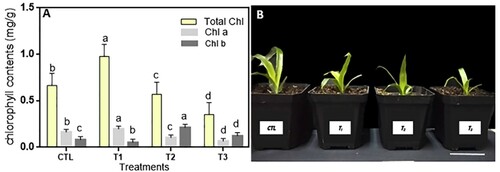 Figure 3. Effects of MgO NPs on the growth and development of Ananas comosus var. bracteatus. (A) Effect of the different MgO NPs concentrations on the chlorophyll content of leaves. (B) The phenotype of var. bracteatus plants with MgO NPs treatments. Error bars represent the standard deviation.