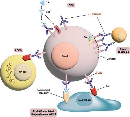 Figure 1. Mechanisms of rituximab-mediated cell death.Rituximab-coated B cells are killed by at least four different mechanisms. Binding of rituximab to CD20 on the B-cell surface causes activation of the complement cascade, which generates the membrane attack complex that can directly induce B-cell lysis by complement-dependent cytotoxicity. Binding of rituximab allows interaction with NK cells via Fc receptors III (FcRIII), which leads to antibody-dependent cell-mediated cytotoxicity. The Fc portion of rituximab and the deposited complement fragments allow for recognition by both FcR and complement receptors on macrophages, which lead to antibody-dependent cell-mediated phagocytosis and antibody-dependent cell-mediated cytotoxicity. The crosslinking of several molecules of rituximab and CD20 in the lipid raft determines the interaction of these complexes with elements of a signaling pathway involving Src kinases that mediate direct apoptosis.ADCC: Antibody-dependent cell-mediated cytotoxicity; ADCP: Antibody-dependent cell-mediated phagocytosis; CDC: Complement-dependent cytotoxicity; MAC: Membrane attack complex.Reproduced with permission from [Citation24], © Elsevier (2010) on behalf of The American Society of Hematology.