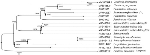 Figure 1. Maximum-likelihood phylogenetic tree based on 14 complete cp genomes. The plant species targeted by a hollow triangle is Pennisetum flaccidum in our study.