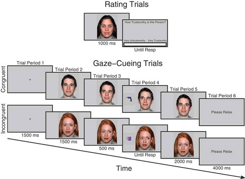 Figure 1. Schematic illustration of trial procedure for rating and cueing trials. On rating trials before and after cueing, participants observed each face for 1000 ms after which a visual analog rating scale appeared requiring participants to click the point on the scale that represented how trustworthy they judged the face to be. During cueing trials, participants saw a fixation cross for 1500 ms, followed by a face looking directly for 1500 ms after which it changed its gaze direction and remained for 500 ms when an object appeared to the left- or right-hand side of the face and disappeared when the participant responded which also triggered the face to look back directly at the participant for another 2000 ms. Not drawn to scale. Faces reprinted with permission from the MacArthur Network.