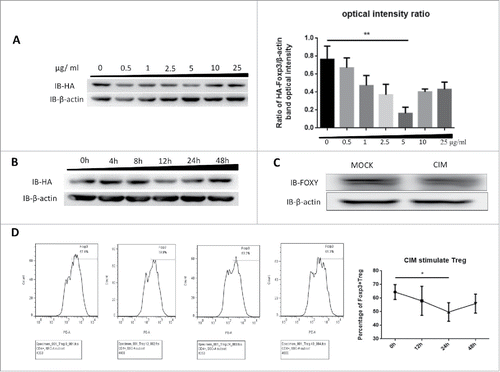 Figure 1. Foxp3 is destabilized by stimulation with cimetidine. A. Decrease in Foxp3 in Jurkat cells stimulated with different doses of CIM. HA-Foxp3 Jurkat T cells were adjusted to 2×106/ml, and stimulated with 0.5, 1, 2.5, 5, 10, 25 μg/ml cimetidine for 12 h. Four hours before the end of incubation, PMA (50 ng/ml) and ionomycin (1 μg/ml) were added to activate the stimulated cells. The level of Foxp3 protein in cell lysates was detected by immunoblotting (Left). The expression relative to β-actin was analyzed as intensity ratio by Image-Pro Plus, HA/β-actin (Right). B. CIM-induced Foxp3 loss in Jurkat cells treated for different length of time. HA-Foxp3 Jurkat T cells were adjusted to 2×106/ml, and stimulated with cimetidine (5 μg/ml) for 4, 8, 12, 24, or 48 h. PMA (50 ng/ml) and ionomycin (1 μg/ml) were added 4 h before cell harvest. Foxp3 protein in cell lysates was normalized and detected by immunoblotting. C. Decrease in Foxp3 in CIM-stimulated primary human Treg cells. Human primary Treg cells were purified from peripheral blood mononuclear cells of healthy donors at the Shanghai Blood Center and separated by fluorescence cell sorting (FACS) to obtain CD4+CD25hiCD127lo Treg cells. The Treg were then stimulated with cimetidine (5 μg/ml) for 12 h. Foxp3 protein in cell lysates was immunoblotted with FOXY-antibody. D. CIM-induced decrease in the percentage of primary human Treg cells that stained with Foxp3. Human Treg cells stimulated with CIM were stained with CD4, CD25 and CD127 and analyzed by FACS. The sequential changes in percentage of Foxp3+ cells during stimulation are summarized. Data are expressed as means SD from 3 independent experiment. Statistical significance was calculated using t-test (**P < 0.01 and *P < 0.05).