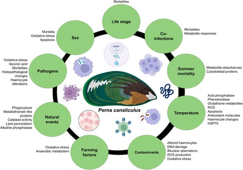 Figure 4. Biotic and abiotic factors are known to produce an immune response in P. canaliculus.