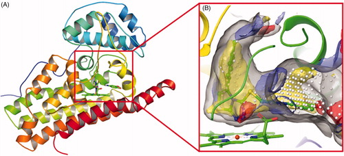 Figure 2. (A) The co-crystal of IDO1 (PDB ID: 4PK5). (B) Site maps generated using Sitemap: the ligand was Amg-1, white points represented the new identified active region, as well as yellow, blue and red solid maps represented hydrophobic regions, hydrogen bond donors and acceptors, respectively.