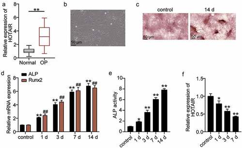 Figure 2. The relationship between HOTAIR expression level and osteogenesis. (a) HOTAIR expression levels in the serum of patients with non-osteoporotic bone fractures (normal) or osteoporosis (OP). **P < 0.001. (b) The shape of BMSCs on day 4 of osteogenic differentiation. (c) Following culture in osteogenic induction medium for 14 days, BMSCs exhibited more mineralized nodules according to Alizarin Red S staining. (d) The expression levels of the osteoblast marker genes, ALP and RUNX2, on different days of induction. **P < 0.001 vs. control in ALP. ##P < 0.001 vs. control in RUNX2. (e) ALP activity on different days of induction. **P < 0.001 vs. control. (f) The expression of HOTAIR on different days of induction. *P < 0.05, **P < 0.001 vs. control. BMSCs, Bone mesenchymal stem cells; HOTAIR, X–inactive specific transcript; ALP, alkaline phosphatase; RUNX2, runt related transcription factor 2. Data are expressed as mean ± standard error. In Panels D-F, one-way analysis of variance was used for data analysis, followed by Dunnett’s post hoc test. In Panel A, unpaired t-test was used for data analysis. The experiment was repeated three times