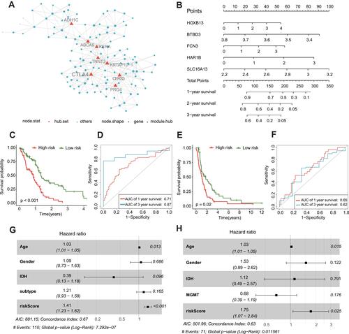 Figure 4 CTLA4-related genes signature is constructed for survival prediction. (A) Visualization of the CTLA4 related to network of c1-1562 based on MEGENA algorithm. (B) Nomogram to predict the 1-, 2-, 3-year OS. Kaplan–Meier curve based on the predictive model in TCGA cohort (C) and CGGA cohort (E). ROC curves of the signature for predicting 1- and 3- year survival of GBM in both TCGA (D) and CGGA cohorts (F). (G and H) Multivariable comparison of clinical features and the risk score. Subtype includes classical (reference), mesenchymal, neural, proneural.