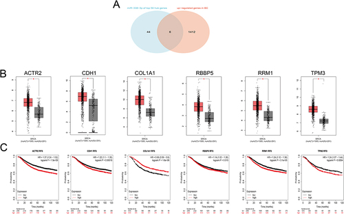 Figure 6 Candidate target genes of miR-338-3p and their prognostic value. (A) Venn diagram for ACTR2, CDH1, COL1A1, RBBP5, RRM1, and TPM3. (B) Expression levels of ACTR2, CDH1, COL1A1, RBBP5, RRM1, and TPM3. (C) Correlation of ACTR2, CDH1, COL1A1, RBBP5, RRM1, and TPM3 with RFS. * P<0.05.