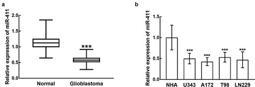 Figure 1. miR-411 was downregulated in glioblastoma tissues (a) and cells (b) compared with normal tissues and normal cells. ***P < 0.001