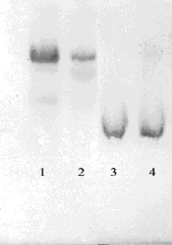 Figure 1 SDS-polyacrylamide gel electrophoresis of G-6PD purified by affinity gel. Lane 1 and 2 are standard albumin (66.000) and lanes 3–4 are G-6PD.