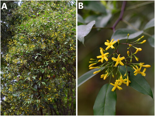 Figure 1. The species reference image for Chrysojasminum subhumile. (A) A crow of C. subhumile; (B) a young branch of C. subhumile with yellow flowers and alternate leaves; the photos were taken by RenBin Zhu of Xishuangbanna Tropical Botanical Garden.