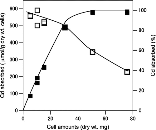 Fig. 3. Effect of cell density on the absorption of cadmium from the cadmium nitrate solution by A. nicotianae IAM12342 cells.The indicated amounts of resting cells were assayed with the batch system described in the methods, in the presence of 20 mg/L of cadmium. In order to confirm the effect of cell amounts, twice amounts of cadmium was used in this experiment. Symbols are described in Fig. 2(A).