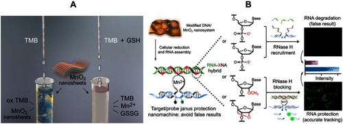 Figure 4 (A) Illustration of the MnO2 NS-based colorimetric assay for GSH quantification, where the MnO2 NSs acted as an oxidase-like nanozyme for the formation of ox-TMB and GSSG. Reprinted from Biosensors and Bioelectronics, 90, Liu J, Meng L, Fei Z, Dyson P, Jing X, Liu X. MnO nanosheets as an artificial enzyme to mimic oxidase for rapid and sensitive detection of glutathione, 69–74, Copyright (2017), with permission from Elsevier.Citation68 (B) Schematic design of the Janus protected DNA nanomachine, where miRNA-21 is employed as a model cellular RNA target (green sequence), the red X denotes DNA, PS (phosphorothioate)-DNA, 2ʹOMe (methylation)-DNA and LNA (locked nuclease acid) monomers, which are highlighted in the DNA partzymes (gray sequences). Reprinted with permission from Chen F, Bai M, Zhao Y, Cao K, Cao X, Zhao Y. MnO-nanosheet-powered protective janus DNA nanomachines supporting robust RNA imaging. Anal Chem. 2018;90(3):2271–2276.Citation69 Copyright 2018 American Chemical Society.