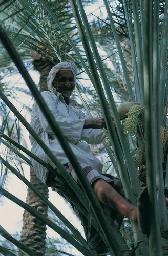 Figure 7: Pollinating the flowers of the date palm, Bahrain 1964 (Torkil Funder photo / Moesgaard Museum).