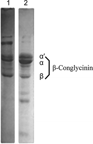 Figure 1 SDS-PAGE profiles of β-conglycinin. Lane 1: in the absence of β-mercaptoethanol (2-ME); and Lane 2: in the presence of 2-ME.