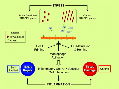 Figure 1.  RAGE and inflammatory responses—repair versus injury? Evidence suggests that the ligand families of RAGE (receptor for advanced glycation end-products) are generated by both acute and chronic stresses. RAGE is expressed by key cell types linked to inflammatory responses, such as neutrophils, T lymphocytes, monocytes/macrophages, and dendritic cells (DC). Activation of RAGE in these cell types stimulates inflammation mechanisms, and, via RAGE ligand-stimulated upregulation of adhesion molecules and chemokines on endothelial cells (ECs), sets the stage for vascular inflammation and perturbation—harbingers of tissue damage. In acute stress, such as in injury to the peripheral nervous system, rapid and self-limited upregulation and release of RAGE ligands stimulate inflammatory mechanisms that contribute to tissue repair. In marked contrast, in chronic disease settings such as diabetes, autoimmunity, aging, and neurodegeneration, the long-term and sustained accumulation of RAGE ligands in the tissues crosses a threshold at some level, thereby triggering mechanisms that mediate chronic stress and, ultimately, tissue damage. A key challenge in the translational biology of RAGE is the identification of strategies to block the maladaptive consequences of RAGE ligation while preserving innate adaptive repair pathways.