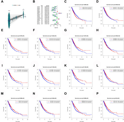Figure 1 Mining of m6A-related lung cancer prognostic lncRNAs. (A) Interaction network of m6A genes and lncRNA. (B) m6A-related lung cancer prognostic lncRNAs. (C–P) Survival of ABALON, AC007613.1, AC087501.4, AC034102.8, AC009690.2, AC099850.4, AC104785.1, AL031666.1, AC135050.6, AL096701.3, SALRNA1, MIR99AHG and UGDH.AS1.