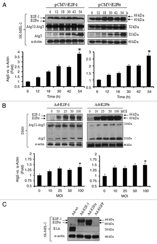 Figure 4. Effect of E2F-1 or E2Ftr expressions on Atg12-Atg5 complex or Atg5 protein levels and presence of Ad-wt in recombinant adenoviruses. (A) SK-MEL-2 cells were transfected with pCMV-E2F-1 or pCMV-E2Ftr. Expression of the Atg12-Atg5 complex and Atg5 expressions were analyzed at the indicated time points. (B) DM6 cells were infected with Ad-E2F-1 or Ad-E2Ftr at increasing MOI levels (0–100). Forty-eight hours after infection, the Atg12-Agt5 complex and Atg5 expressions were analyzed. Autophagy was associated with the appearance of a 32 kDa anti-Atg5-reactive protein. Bar graphs of Atg5 expression after transfection or infection. Bars represent mean ± SEM expressed as fold change of Atg5 vs α-actin (loading control) from 3 separate experiments, (*p < 0.05) increase in the level of expression. (C) Analysis of the possible presence of wild-type adenovirus in recombinant adenovirus vectors Ad-E2F-1, Ad-E2Ftr or Ad-EGFP. SK-MEL-2 cells were infected with Ad-wt, Ad-E2F-1, Ad-E2Ftr or Ad-EGFP at a MOI of 100. Thirty-six hours later, expression of E1A was analyzed with anti-E1A antibody. All immunoblots are representative of at least three independent experiments.