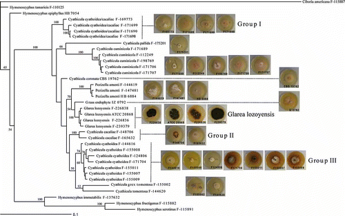 Figure 4. Phylogenetic tree of Glarea lozoyensis and related species generated by Bayesian analysis of combined ITS and 28S rRNA partial sequences. Ciboria americana was designated the outgroup. Clade credibility values are indicated at the branches. Colony morphology of G. lozoyensis and Cyathicula strains are mapped onto their corresponding branches.