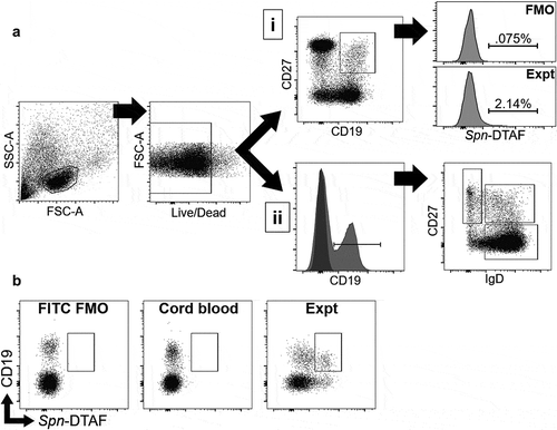 Figure 1. Flow cytometry gating scheme for identification of Spn-specific B cells