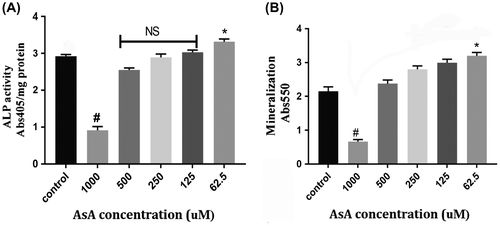 Figure 2. (A) Alkaline phosphatase (ALP) activity: Various concentrations (0, 62.5, 125, 250, 500, 1,000 μM) AsA were tested for their effects on ALP activity after 8 days of incubation. Incubation with 62.5 μM AsA resulted in significantly higher ALP activity (* = p < 0.05), whereas doses of 1,000 μM AsA led to lower ALP activity (# = p < 0.05). (B) Alizarin Red (ARS) Mineralization assay: Quantitative results from ARS staining demonstrated significantly higher mineralization activity with 62.5 μM (* = p < 0.05), whereas 1,000 μM AsA demonstrated significantly lower mineralization activity (# = p < 0.05) after 10 days of incubation.