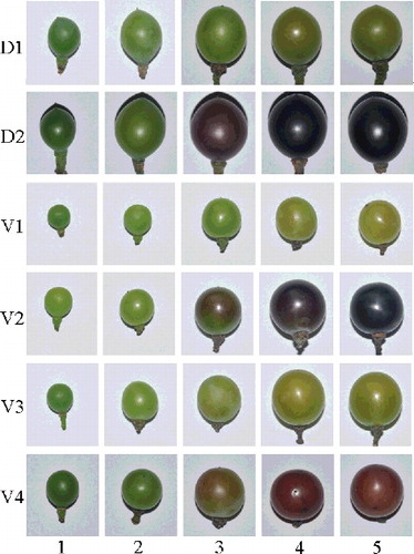 Figure 1. Appearance of different grapes at different growth stages.