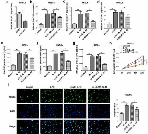 Figure 2. NEAT1 knockdown regulates IL-13-triggered inflammatory cytokine, mucus production, and apoptosis in HNECs. (a). RT-qPCR showed the level of NEAT1 in human HNECstransfected with si-NEAT1 or si-NC. (b–g) RT-qPCR and ELISA assay showed the expression levels of GM-CSF, eotaxin-1, and MUC5AC in IL-13-stimulated HNECs transfected with si-NEAT1 or si-NC. (h and i) CCK-8 and TUNEL assays indicated the cell viability and apoptosis in IL-13-treated HNECs transfected with si-NEAT1 or si-NC. *P < 0.05, **P < 0.01