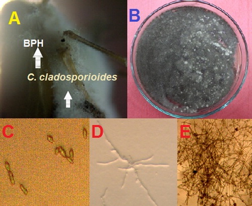 Figure 2. Isolated C. cladosporioides, strain BOU1: (A) infected brown planthopper (BPH) heavily colonized with BOU1; (B) growth of the infecting fungus from BPH in PDA medium at 27 °C for 7 days; (C) isolated fungal spore from the plate shown in B; (D) mycelial growth of fungus from a single spore in PDA after 24 h of incubation at 27 °C; and (E) mycelial growth of the isolated fungus at day two at 27 °C in water agar medium.