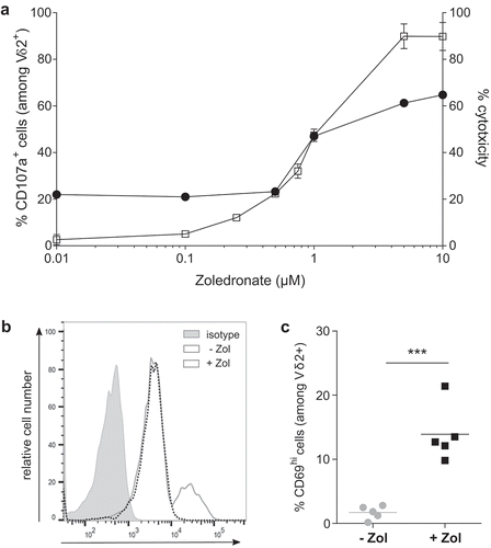 Figure 3. Zoledronate is essential to efficiently sensitize human EOC tumor cells to Vγ9Vδ2 T lymphocyte recognition in vitro and in vivo. (a) Reactivity and cytotoxicity of allogeneic human Vγ9Vδ2 T lymphocytes against human EOC cells. In reactivity (CD107a) and cytotoxicity (51Crrelease) assays, SKOV-3 cells were sensitized by zoledronate overnight before a 4 h-coculture with human allogeneic Vγ9Vδ2 T lymphocytes performed at ET ratio 1 (-□-) and 10 (-●-). Results are expressed as % of CD107a+ cells among Vδ2+ T lymphocytes and % cytotoxicity (mean ± SD; n = 4), respectively. (b-c) Vγ9Vδ2 T lymphocytes were intraperitoneally injected, with or without zoledronate, in SKOV-3 tumor-bearing NSG mice. After peritoneal wash, CD69 expression was analyzed on Vδ2+ T lymphocytes. Representative histogram (b) or compiled results (c) of CD69 expression on Vγ9Vδ2 T lymphocytes (n = 5; *** p < 0.001).