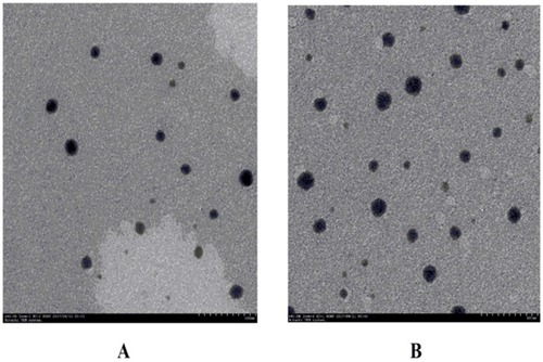 Figure 6 TEM of (A) HupA-NE and (B) Lf-HupA-NE.