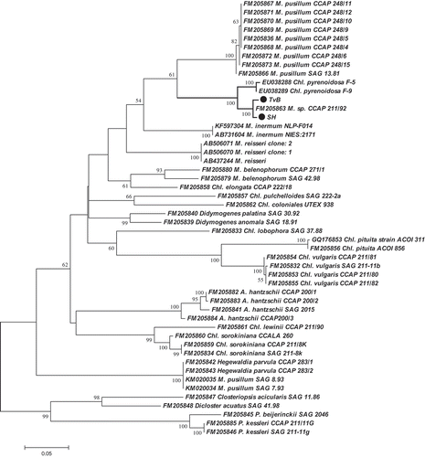 Fig. 1. Molecular phylogenetic analysis of TvB and SH strains based on the ITS1-5.8S-ITS2 region. The evolutionary history was inferred by using the Maximum Likelihood method based on the Tamura–Nei model (Tamura & Nei, Citation1993). The tree with the highest log likelihood (−4510.7914) is shown. A discrete Gamma distribution was used to model evolutionary rate differences among sites (five categories (+G, parameter = 0.3717)). The rate variation model allowed for some sites to be evolutionarily invariable ([+I], 45.6994% sites). The analysis involved 50 nucleotide sequences. There were a total of 574 positions in the final dataset. The tree was rooted using Parachlorella sequences as outgroup. A. = Actinastrum; Chl. = Chlorella; M. = Micractinium; P. = Parachlorella. Display full size Species added in this study.