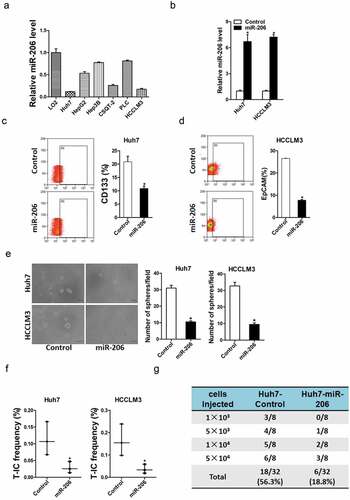 Figure 2. miR-206 was required for the expansion of liver CSCs