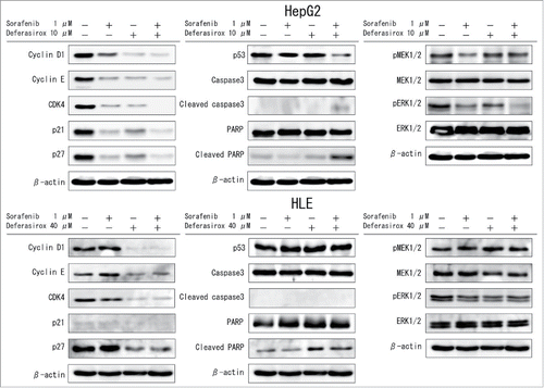 Figure 5. Changes in signaling cascades induced by sorafenib and/or deferasirox HepG2 (top) and HLE (bottom) cells were treated with the indicated concentrations of sorafenib and/or deferasirox for 48 hours. Cells were then harvested and total protein in cell lysates was analyzed for expression of the indicated proteins involved in cell cycle regulation (left), apoptosis (middle) and MAPKinase cascades (right) by Western blot analysis. The gels were run under the same experimental conditions. Protein bands were quantified by densitometry using Image J software.