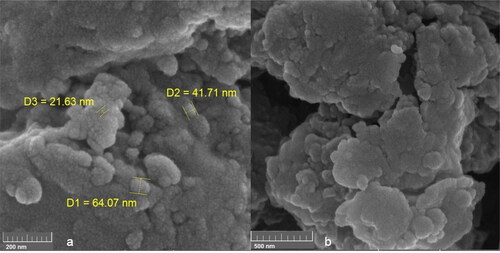 Figure 2. FE-SEM images of SnNPs@C. officinalis.