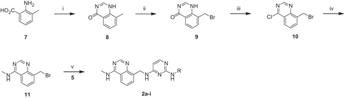 Scheme 2. Reagents and reaction conditions: (i) formamidine acetate, HCONH2, 160 °C, 12 h; (ii) N-bromosuccinimide, AIBN, CCl4, rt, 24 h; (iii) POCl3, N,N-dimethylaniline, toluene, reflux, 4 h; (iv) methylamine, THF, rt, 12 h; (v) NaOtBu, DMF, rt, 4 h.