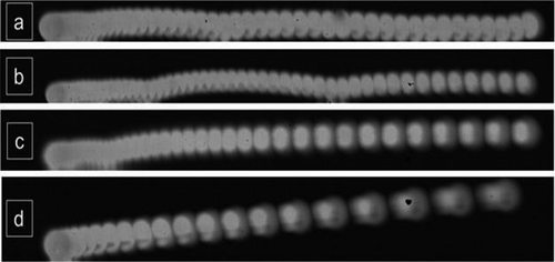 FIG. 2 Raw data images for the different type of motions of the glass bead particles obtained using 4000 frames/s. (a) rolling/bouncing motion, (b) rolling/bouncing potential liftoff motion, (c) complex motion (rolling/bouncing late liftoff), and (d) immediate liftoff (no rolling/bouncing).