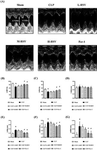 Figure 3. RSV attenuated CLP-induced cardiac dysfunction. (A) The representative M-mode images of echocardiography for each group, n = 4 per group. (B) Statistical analysis of cardiac function indexes LVEF, n = 4 per group. (C) Statistical analysis of cardiac function indexes LVFS. n = 4 per group. (D) Statistical analysis of LVIDd, n = 4 per group. (E) Statistical analysis of LVIDs. n = 4 per group. (F) Statistical analysis of LVEDV, n = 4 per group. (G) Statistical analysis of LVESV, n = 4 per group.Data are expressed as mean ± SD. *p < 0.05 versus Sham. #p < 0.05 versus CLP. &p < 0.05 versus CLP + H-RSV.