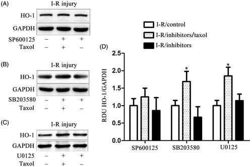 Figure 4. Taxol increases the expression of HO-1 gene via activating JNK in cardiomyocytes cells. (A) Representative western blot of HO-1 gene expression in cardiomyocytes cells incubated with U0125 (10 μM). (B) Representative western blot of HO-1 gene expression in cardiomyocytes cells incubated with SB203580 (10 μM). (C) Representative western blot of HO-1 gene expression in cardiomyocytes cells incubated with SP600125 (1 μM). (D) The quantification of the HO-1 gene expression for the western blot assay. All data represent mean ± SE (n = 10 per group). *p < 0.05 by Student’s t-test.