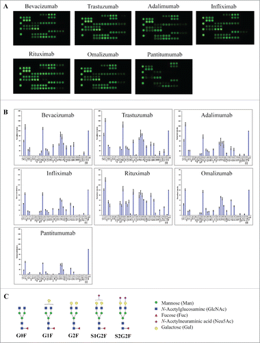 Figure 2. Lectin binding profiles of therapeutic IgG monoclonal antibodies. The indicated therapeutic mAbs, including bevacizumab, trastuzumab, adalimumab, infliximab, rituximab, omalizumab, and panitumumab were labeled with Cy3 and applied onto the lectin chips containing 45 distinct lectins with each being printed in triplicate. (A) Lectin binding images of the indicated samples. (B) Relative binding signals at specific lectin spots were derived from the images in A and normalized to protein markers on the same chip (mean ± SD). Shown are representatives of 3 independent experiments. The coefficient of variation (CV) was determined to be < 10% for most lectin-glycan binding signals of the samples tested. (C) Typical glycan structures present in the Fc portion of therapeutic IgG1 mAbs.Citation27