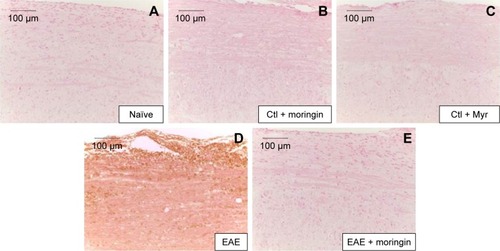 Figure 5 Moringin modulates CD4 expression in EAE.