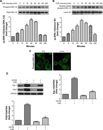 Figure 4 CSE increases the phosphorylation and nuclear translocation of the ERK-1/2 in 16-HBE cells.