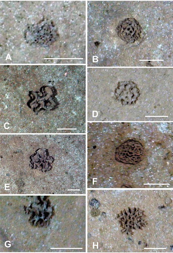 Figure 2. Seafloor images showing xenophyophores, taken from the ROV using the vertically mounted stills camera. (A) Finely reticulated test; APEI-7: 141.825° W, 05.056° N; 4870 m depth. (B) Reticulated dome, possibly a species of Reticulammina; APEI 7: 141.895° W, 05.114° N; 4855 m depth. (C) Test with thick, reticulated branches; APEI-7: 141.818° W, 05.048° N; 4873 m depth. (D) Dome with poorly-defined reticulations; rather similar to Reticulammina sp. of Gooday et al. (2020) [Citation4]; APEI-1: 153.597° W, 11.251° N; 5204 m depth. (E) Test comprising irregular lamellate branches with a tendency to form reticulations; similar to C but with thinner branches; APEI 7: 141.822° W, 05.054° N; 4872 m depth. (F) Dome comprising thin, fairly densely-reticulated lamellae; APEI 7: 141.819° W, 05.049° N; 4873 m depth. (G) Irregular, coarsely-reticulated dome; APEI-4: 149.941° W, 06.973° N; 5007 m depth. (H) Test comprising reticulated branches or tubes; APEI 4: 149.938° W, 07.031° N; 5035 m depth. Scale bars = 5 cm. Photo credits: Jennifer Durden and Craig Smith, DeepCCZ Project