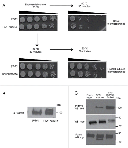 FIGURE 5. Hsp31 interacts with Hsp104 and deletion of HSP31 does not alter Hsp104's thermotolerance response. (A) HSP31 deletion does not impair Hsp104's function in thermotolerance. Exponentially growing cells of the [PSI+] hsp31Δ and [PSI+] strains were drawn from the culture and decimal serial dilutions were plated onto YPD plates and incubated for 2 d at 30°C in each case. Both strains showed a comparable basal tolerance (top right image) and induced tolerance after pretreatment at 37°C (bottom right image) for 30 min to a 50°C heat shock treatment. Left images are non-treated cultures that serve as control. (B) Endogenous level of Hsp104 was determined in exponentially growing cultures of [PSI+] hsp31Δ and [PSI+] strains in YPD media using Hsp104 specific antibody. (C) Immunoprecipitation of Hsp31 from HSP31-9myc strain with overexpression of Hsp104 either under GPD or GAL promoter, using anti-myc antibody followed by immunoblotting with anti-Hsp104 antibody. Middle panel shows the successful pull down of Hsp31-9myc in all strains using anti-myc antibody. The lower panel Hsp104 was immunoprecipitated using anti-Hsp104 antibody followed by immunoblotting with anti-myc antibody. Equal amount of cells lysates were loaded in each lane.