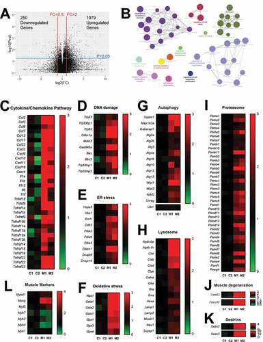 Figure 6. Transcriptome analysis of CKM-TD muscle tissue. GTN muscle tissues of Con-TD and CKM-TD mice (n = 2 each) were subjected to RNA-seq analysis. (A) Effect of CKM-TD modulation of individual gene expression. Each dot represents individual genes. FC, fold change; Pval, statistical significance on CKM-TD-induced gene expression alteration. Differential expression analysis identified 1,079 CKM-TD-upregulated genes and 250 CKM-TD-downregulated genes. (B) Networks of enriched pathways for CKM-TD-upregulated genes, visualized through ClueGO/Cytoscape. CKM-TD-downregulated genes did not reveal significantly enriched gene ontology terms. (C-L) Heat map diagrams representing mRNA expression fold change from averaged control values. Each column represents a muscle sample from a different Con-TD (C1 and C2) and CKM-TD (M1 and M2) mouse.