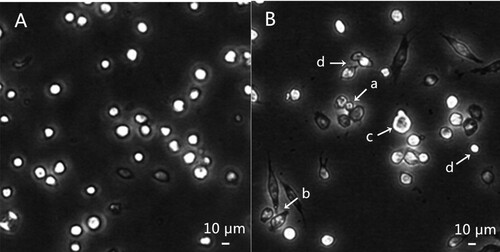 Figure 1. Morphological changes of SL2 cell treated by compound 14 (demonstrated by arrows). A: control cells; B: cells treated by 50 µM compound 14 for 24 h, apoptotic body (a), fusiform shape (b), membrane blebbing (c) and smaller proportion (d).