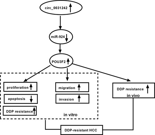 Figure 9 The schematic model of the circ_0031242/miR-924/POU3F2 axis on DDP-resistant HCC cell progression and drug resistance. In DDP-resistant HCC tissues and cells, circ_0031242 was up-regulated, resulting in decreased miR-924. Then, the reduced miR-924 level elevated POU3F2 expression. Finally, the increased expression of POU3F2 enhanced DDP resistance, promoted cell viability, migration, invasion, as well as repressed apoptosis in DDP-resistant HCC cells, thereby leading to DDP-resistant HCC progression.