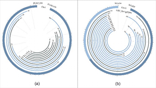 Figure 4. Two validated circRNA loci generating multiple isoforms with non-GT/AG splicing signals. (a) Validated full-length circRNA isoforms generated by alternative circularization at the circRNA locus from an intergenic region of the rice genome (Chr3: 29,382,350–29,382,650). Outer thick circle indicates genomic position. (b) Validated full-length circRNA isoforms generated by alternative circularization at the circRNA locus from the UTR and exonic region of the gene LOC_Os11g02080 (Chr11: 563,430–563,620). Outer thick circle indicates positions of UTR (light blue) and exon (dark blue). Each inner arc represents a validated circRNA isoform. The blue and gray arcs represent isoforms predicted by circseq_cup and identified only by amplification, respectively. Splicing signals were labeled at 2 ends of each isoform.