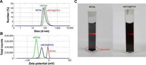 Figure 5 Typical DLS profile of nanoparticles measured in aqueous solution.Notes: (A) Hydrodynamic diameters. (B) Zeta potential measurements of nanoparticles. (C) Photos of MCNs and oMCN@PEGredispersed in PBSwith Tyndall phenomenon.Abbreviations: DLS, dynamic light scattering; MCNs, mesoporous carbon nanospheres; oMCNs, oxidized mesoporous carbon nanospheres; oMCN@PEG, polyethylene glycol-modified oxidized mesoporous carbon nanospheres; PBS, phosphate buffer solution.