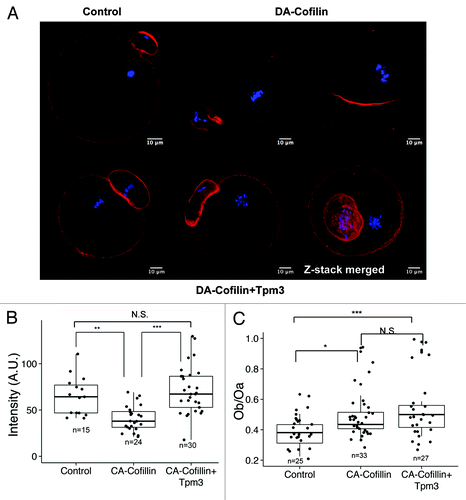 Figure 5. Tpm3 protects cortical actin from depolymerization by cofilin. (A) Phalloidin staining of cortical actin in oocytes injected with control small interfering RNA (siRNA), constitutively active (CA)-cofilin cRNA, or CA-cofilin and Tpm3 cRNAs. The bar represents 10 μm. Red, actin; blue, DNA. (B) Level of cortical actin in oocytes injected with control siRNA, CA-cofilin cRNA, or CA-cofilin and Tpm3 cRNAs. The fluorescence intensity of phalloidin staining in oocytes injected with control siRNA (n = 15), CA-cofilin cRNA (n = 24), or CA-cofilin and Tpm3 cRNAs (n = 30) were measured using ImageJ and the mean value is provided. The box range represents the standard error of the mean, the whiskers represent the standard error, and the line inside the box represents the mean. Statistical significance was assessed by an ANOVA followed by Tukey post-hoc test.*** P < 0.005; **P < 0.01 (C) Distribution of the ratio of the diameter of the polar body to the diameter of the oocyte in oocytes injected with control siRNA, CA-cofilin cRNA, or CA-cofilin and Tpm3 cRNAs. The box range represents the standard error of the mean, the whiskers represent the standard error, and the line inside the box represents the mean. The statistical significance of the difference in oocyte/polar body diameter between control siRNA-injected and Tpm3-targeting siRNA-injected oocytes was assessed by Welch 2-sample t test. ***P < 0.005; *P < 0.05; N.S., not significant.