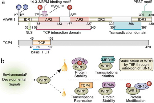 Figure 1. Structural features of WRI1 and TCP4 and molecular mechanisms of WRI1-regulated oil biosynthesis. (a) Schematic diagram of AtWRI1, including two AP2 domains, three intrinsically disordered regions (IDRs), a nuclear localization signal (NLS), a functional motif of “VYL”, the 14-3-3 and E3 ligase adaptor (BPM) binding motifs, TCP4-interacting domain, the transactivation domain (TAD), the ubiquitination sites, and the KIN10 phosphorylation sites. The schematic diagram of TCP4 shows the basic region and the helix-loop-helix (HLH) region of the TCP domain. (b) The fine-tuning of lipid biosynthesis through modulating WRI1 activity leads to an increase (large oil drop) or a decrease (small oil drop) of oil accumulation. In response to environmental or developmental signals, various WRI1 modules are formed, which either positively or negatively regulate the transcriptional activity of WRI1. Interaction of WRI1 with 14-3-3s or MED15 leads to enhanced protein stability, transcriptional activity, or assembly of the transcriptional machinery, resulting in higher oil accumulation. T6P stabilizes WRI1 by inhibition of KIN10, which positively mediates oil biosynthesis. Modules formed between WRI1 and TCP4, BPMs, or KIN10 reduce transcriptional activity or protein stability, resulting in lower oil accumulation. 14-3-3s, 14-3-3 proteins; MED15, Mediator subunit 15; T6P, trehalose 6-phosphate; BPMs, CULLIN3-based E3 ligase adaptor BTB/POZMATH (BPM) proteins